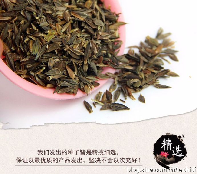 发芽00