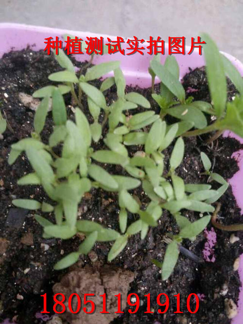 发芽05