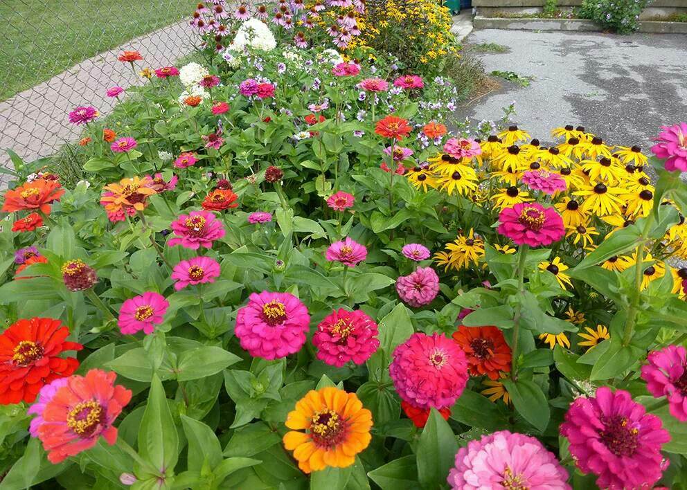 开花03